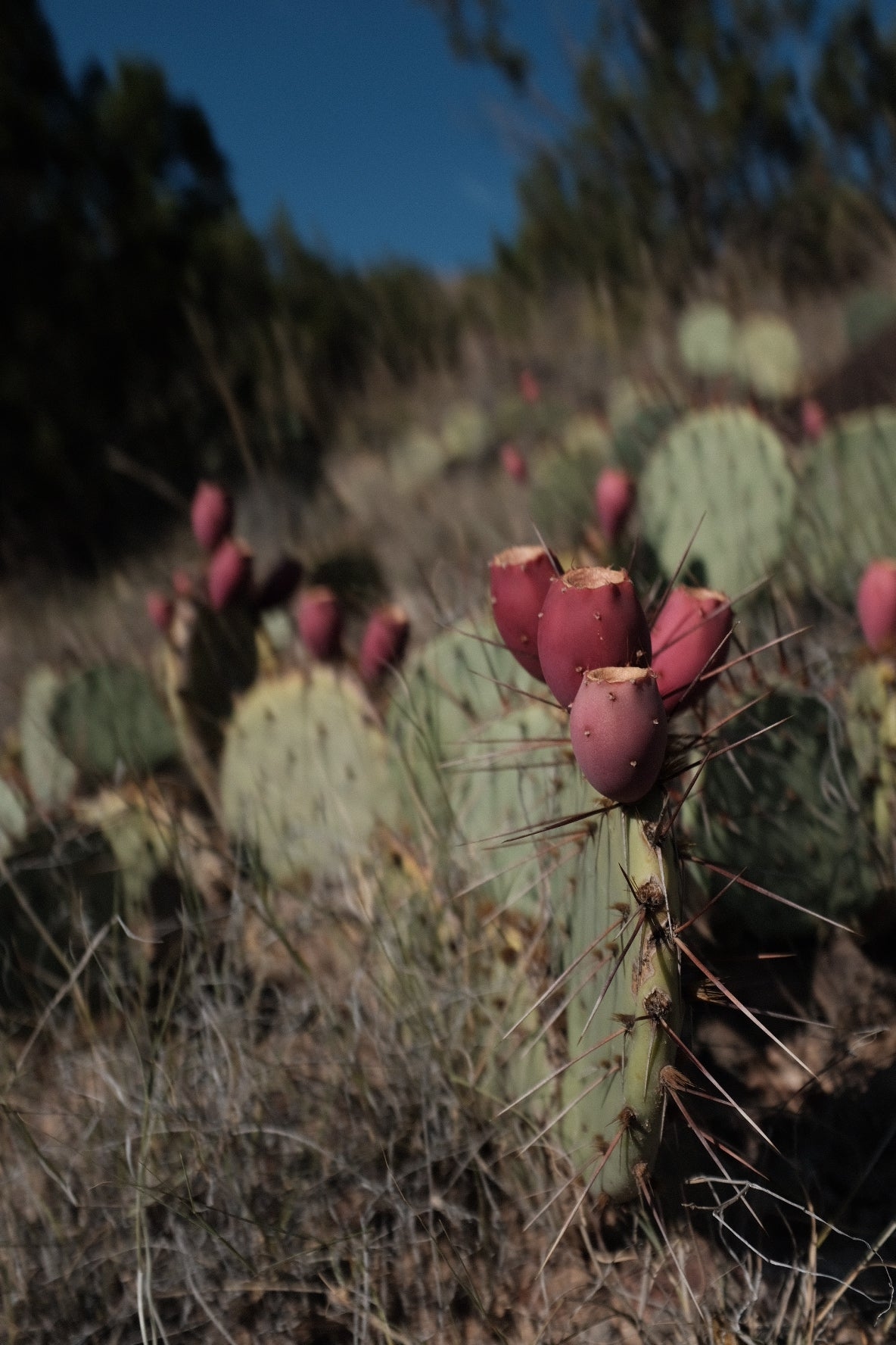 Processing cactus fruit